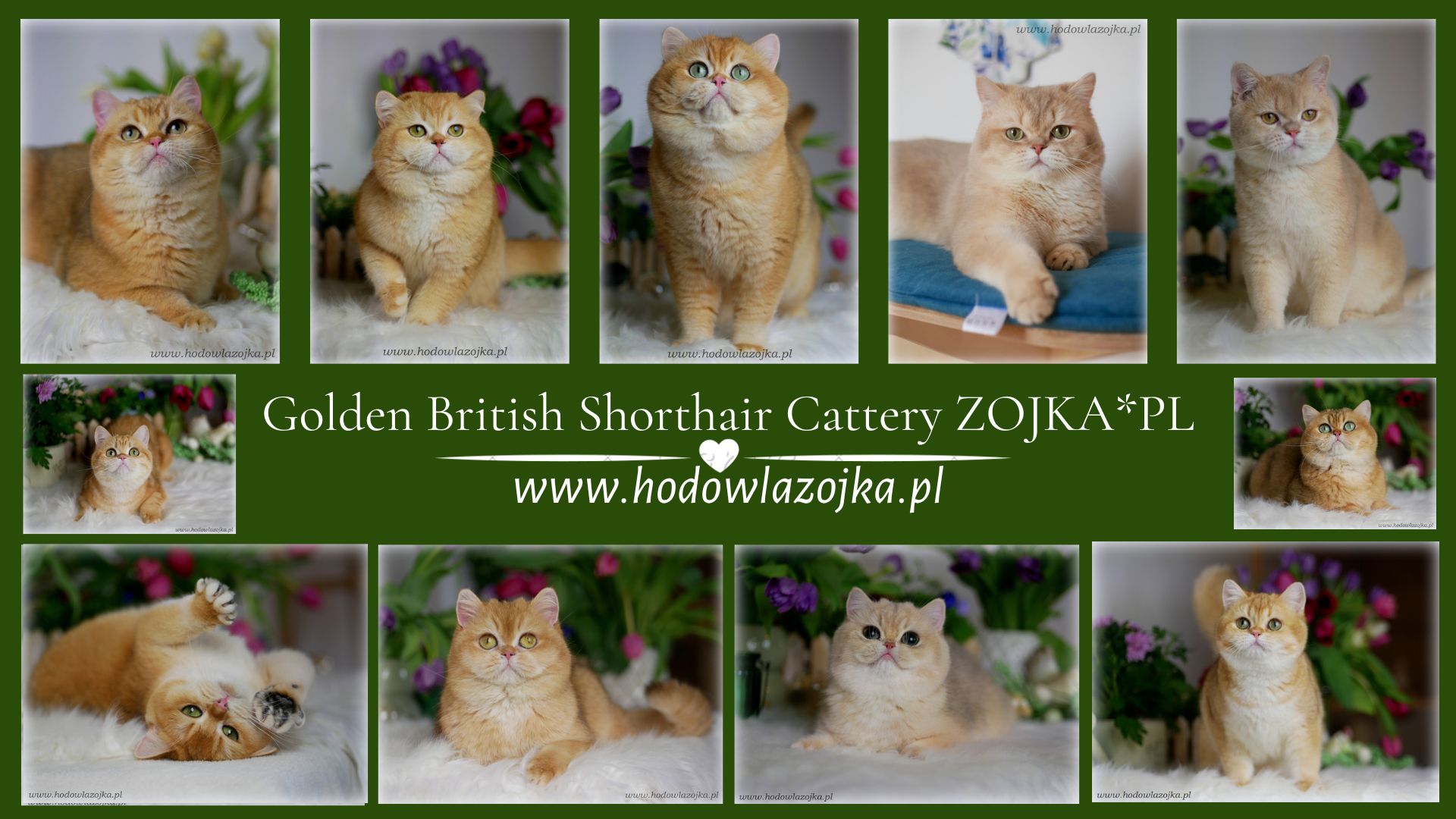 ZOJKA*PL – Hodowla Złotych Kotów Brytyjskich